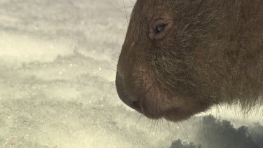 Close up of a Wombat face against the snow