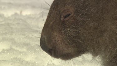 Close up of a Wombat face against the snow