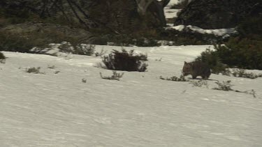 Wombat walking on the snowy ground