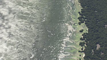 Mangroves along the coast of a river inlet