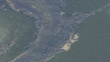 Mangroves along the coast of a river inlet