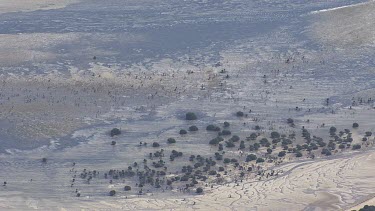 Dry vegetation along a sandy coast