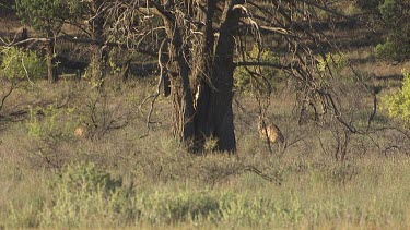 Emus hidden in tall grass by a tree