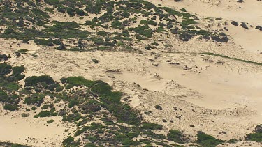 Sparse vegetation on a sandy island in Coorong National Park