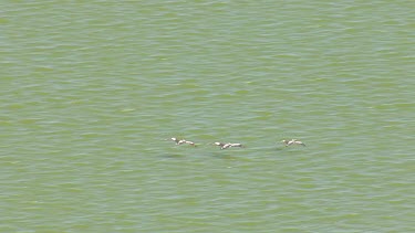 Three Pelicans flying low over sunlit water in Coorong National Park