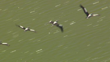 Large flock of Pelicans flying over water off the coast of Coorong National Park