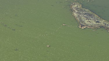 Large flock of Pelicans flying over water off the coast of Coorong National Park