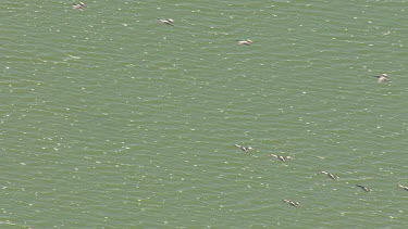 Large flock of Pelicans flying over water off the coast of Coorong National Park