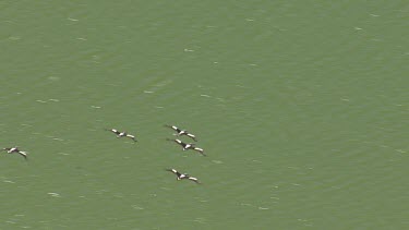 Large flock of Pelicans flying over water off the coast of Coorong National Park