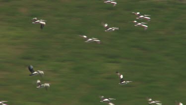 Large flock of Pelicans flying over water off the coast of Coorong National Park