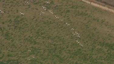 Large flock of Pelicans flying over farmland in Coorong National Park