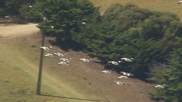 Large flock of Pelicans flying over farmland in Coorong National Park