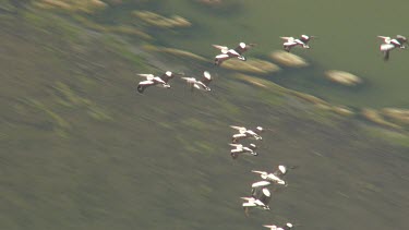 Large flock of Pelicans flying over water off the coast of Coorong National Park