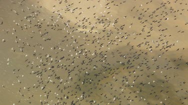 Large flock of Pelicans flying over water off the coast of Coorong National Park