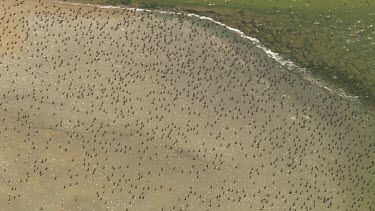 Large flock of Pelicans flying over water off the coast of Coorong National Park