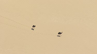 Pair of Emus walking in the sand