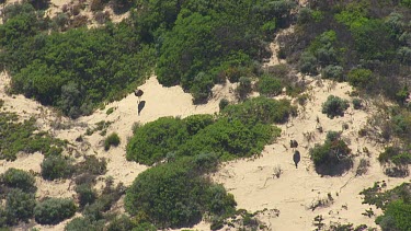 Pair of Emus walking through sparse, sandy vegetation