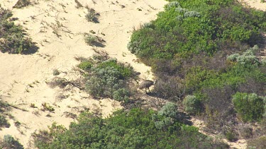 Emu walking through sparse, sandy vegetation