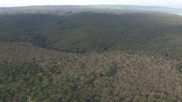 Vast forest in Great Otway National Park
