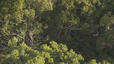 Close up of treetops in Great Otway National Park
