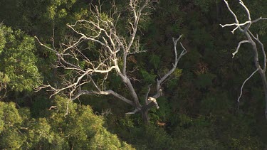 Close up of treetops in Great Otway National Park