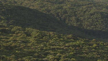 Forested green hills in Great Otway National Park