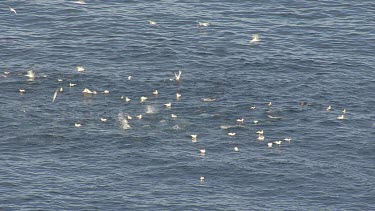 Gannets plunge diving as Dolphins herd fish near the ocean surface