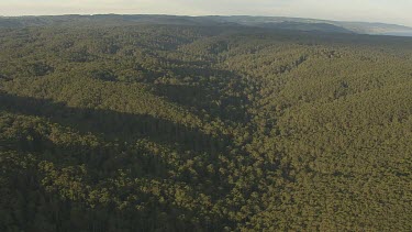 Forested green hills in Great Otway National Park