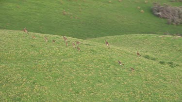 Kangaroos hopping across rolling green hills at Cape Otway National Park