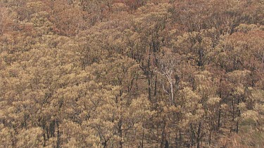 CM0001-NP-0030664 Dense forest and a cloudy sky over Blue Mountains