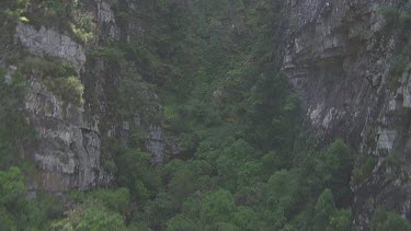 Steep, tree-covered valley in Blue Mountains