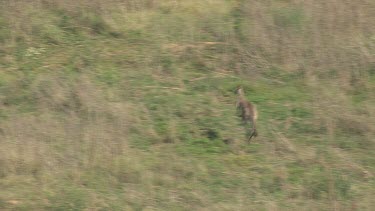 Emus running through the brush on Blue Mountains