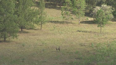 Emus running through the brush on Blue Mountains