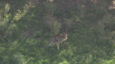 Kangaroo standing alert in the forested Blue Mountains