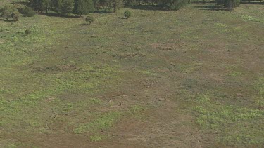 Trees on the grassy mountainside of Blue Mountains