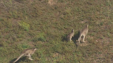 Kangaroos hopping through the brush on Blue Mountains