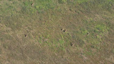 Kangaroos hopping through the brush on Blue Mountains