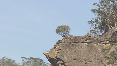 Trees on the rocky peaks of Blue Mountains