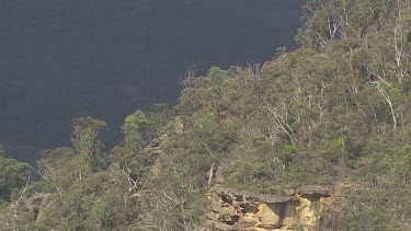 Trees on the rocky peaks of Blue Mountains