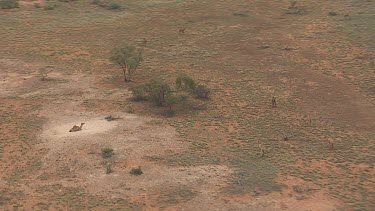 Herd of Australian Feral Camels in the dusty outback