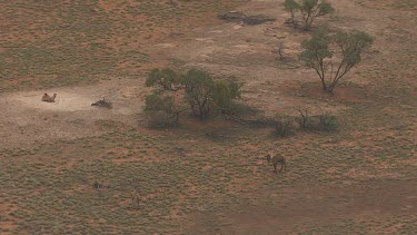 Herd of Australian Feral Camels in the dusty outback