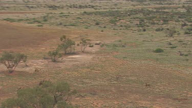 Herd of Australian Feral Camels walking in the dusty outback