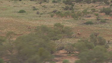 Herd of Australian Feral Camels walking through the dry outback