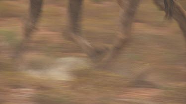 Close up of Australian Feral Camel walking through the dry outback