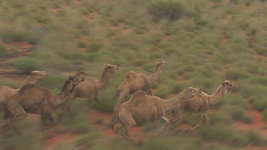 Herd of Australian Feral Camels walking through the dry outback