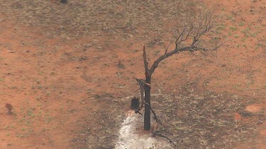 Sparse trees dotting the desert outback landscape