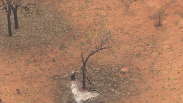 Sparse trees dotting the desert outback landscape