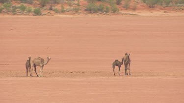 Small herd of Australian Feral Camels in the sandy outback