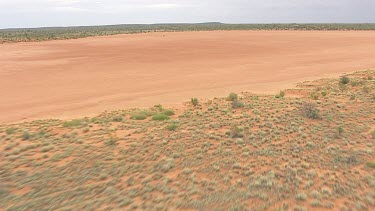 Small herd of Australian Feral Camels in the sandy outback
