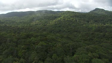 Lush forest on a mountain in Daintree National Park